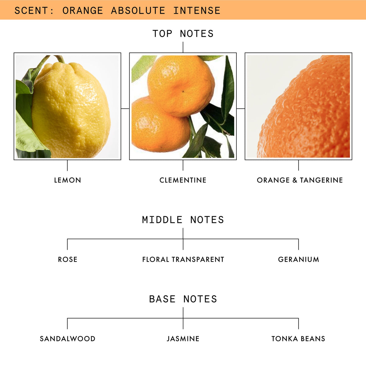 ORANGE_ABSOLUTE_INTENSE_SKU_PDP_1X1_ECOM_INGREDIENTS_2025_WEB